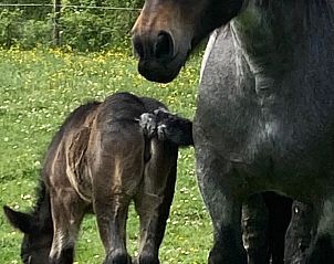 Guest house 621153 - Holiday property Walcheren - &#8216;Zeewinde&#8217;