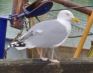 Guest house 6301134 - Holiday property Zeeuws-Vlaanderen - Ghistel