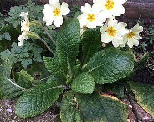 Guest house 642902 - Holiday property Zuid-Beveland - Huisje in Lewedorp