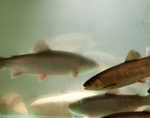 Verblijf 66803301 - Vakantie appartement Beieren - Landhotel Bayerwald