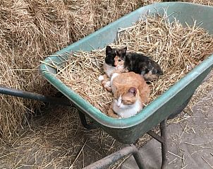 Two cats relax in the yard of Holiday Home in Alphen aan den Rijn, a charming farm experience in South Holland.