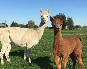Alpacas in the pasture at Holiday Home in Alphen aan den Rijn, a unique experience in the Green Heart, South Holland.