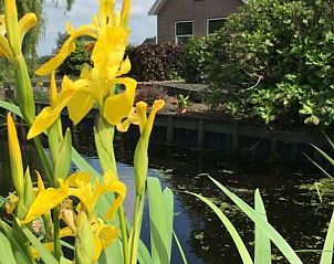 Yellow flowers along the waterfront at Holiday Home in Alphen aan den Rijn, a colorful addition to the Green Heart.