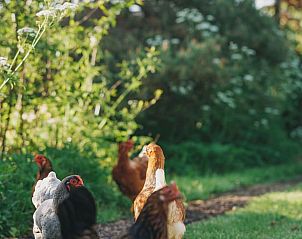 Vrij rondlopende kippen in de tuin van Vakantiehuis in Hazerswoude-Dorp, Groene Hart.