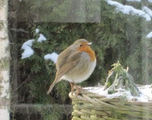 Roodborstje in de tuin van Chalet Wassenaar, vakantiehuis aan de Noordzeekust, Zuid-Holland, geniet van de winterse natuur.