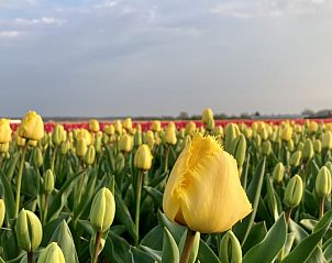 Verblijf 682190 - Bungalow Noordzeekust - Nieuw Vakantiehuis Puik en Duin 5a