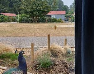 Uitzicht vanuit Pinquin 31 chalet in Rockanje met pauw in de tuin, rustige omgeving in Voorne Putten, ideaal voor natuurliefhebbers.
