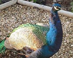 Verblijf 690805 - Chalet Voorne Putten/Hoekse waard - Pinquin 31