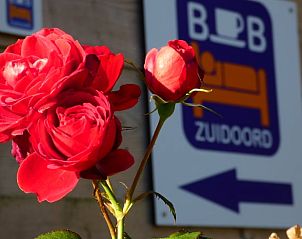 Fraaie rozen bij Vakantiehuisje in Zuidland, Voorne Putten, Zuid-Holland.